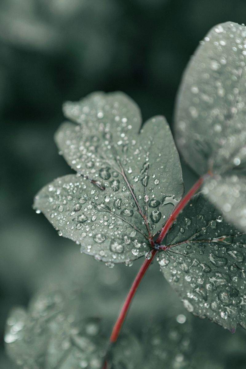 PerlePaladset - Image 10